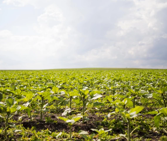 Produtividade aliada à sustentabilidade no Sul do Brasil